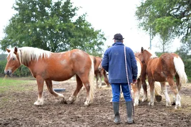 Face à la menace des mutilations de chevaux, la surveillance bénévole se développe aussi dans l'Allier