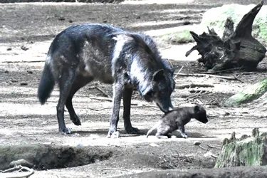 Les visiteurs sont de retour pour découvrir les loups et les louveteaux du parc animalier des Monts de Guéret