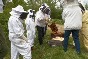 Les apiculteurs du secteur échangent