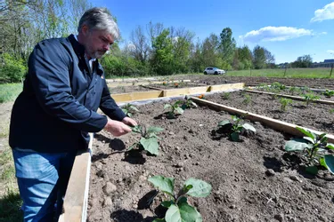 Un traiteur de Varetz (Corrèze) plante un potager bio pour s'approvisionner en légumes dont la demande explose