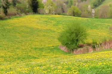 Dans l'Allier, la Montagne bourbonnaise s'est parée de jaune...et c'est peut-être un signe pour la météo de cet été