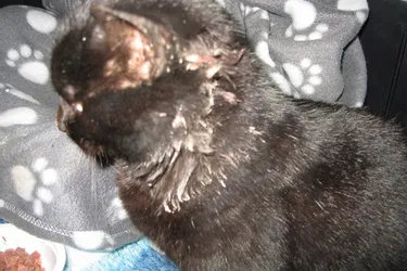 Un chat grièvement blessé par des tirs de plombs a été sauvé