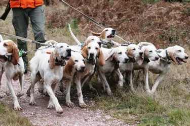 Une rencontre nationale de chasseurs aux chiens courants