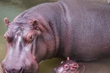 Carnet rose au PAL dans l'Allier : Emile et Images heureux parents de Pablo, un bébé hippopotame