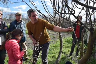 Le Conservatoire d'espaces naturels d'Auvergne, à Riom, recherche de nouvelles variétés d'arbres fruitiers