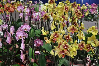 Une « Féérie d’orchidées » ce week-end