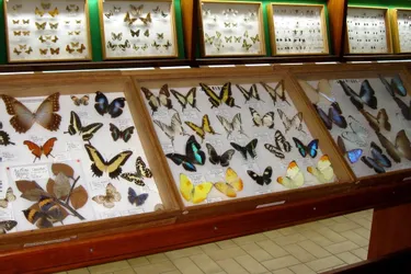 Les papillons et insectes du monde se découvrent dans un musée unique, à Ydes-Bourg
