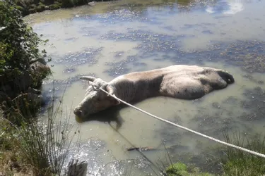 Le taureau sauvé des eaux en Creuse a finalement succombé