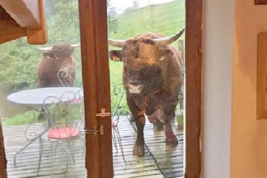 Deux taureaux s'invitent sur la terrasse d'une maison à Vézac (Cantal)