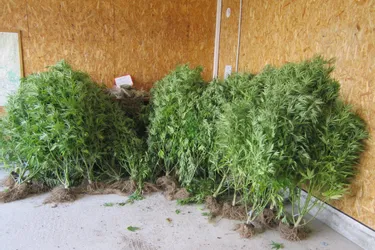Le couple faisait pousser ses trente-sept pieds de cannabis dans un champ