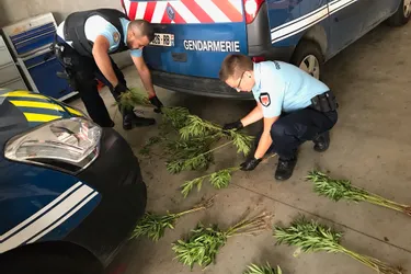 Les gendarmes détruisent 170 pieds de cannabis cultivés par deux frères à Volvic (Puy-de-Dôme)