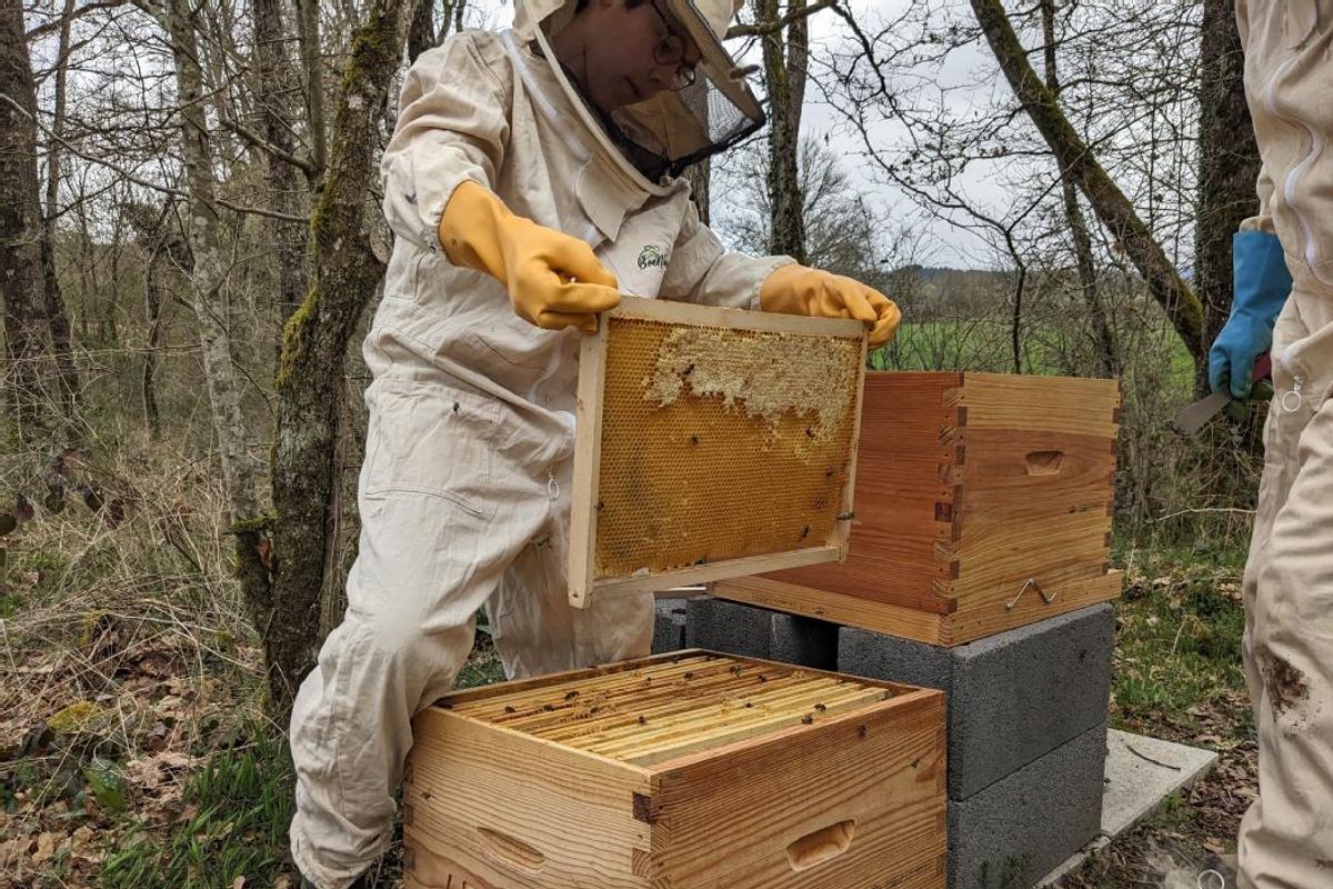 Ces collégiens de Haute-Loire sont devenus apiculteurs et ont sorti leur propre miel