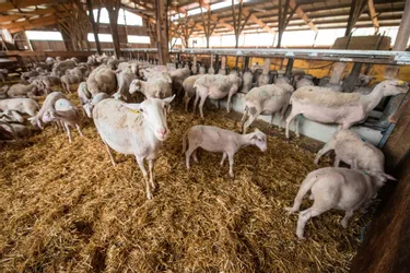 Cantal : Un troupeau de moutons décimé après l'attaque de deux chiens, à Aurillac