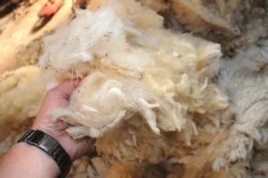 Les Ateliers de la Bruyère veulent développer un « Pôle laine » pour valoriser une ressource locale