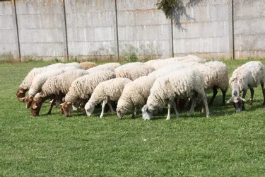 Attaques de troupeaux de moutons en Creuse : l'ONCFS ne retient pas la thèse du loup