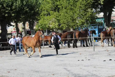 Concours de chevaux lourds au foirail de Laroquebrou