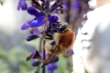 Un grand inventaire des pollinisateurs sauvages débute en Creuse et dans le Massif Central