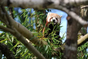 Les pandas roux, nouvelle attraction du parc du Reynou