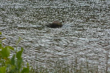 Un nid flottant sur l’étang