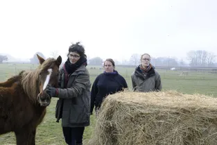 Maltraitance sur des poneys : quatre mois de plus pour l'éleveur indigne