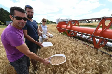 Les récoltes de blé ont débuté sur de bonnes bases pour les agriculteurs bourbonnais