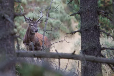 Plan de chasse pour le cerf dans le Cantal : les pour et les contre