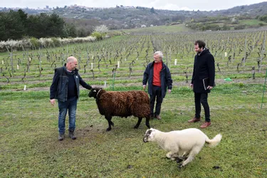 Comment un viticulteur d'Auvergne fait du développement durable une priorité