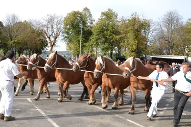 242 chevaux lourds réunis dimanche à Riom-ès-Montagnes