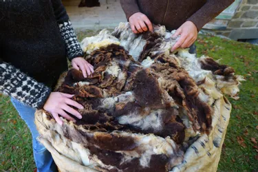 La filière laine creusoise, du mouton au tricot (Creuse)