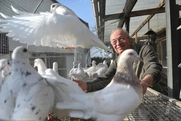 Pour des concours de beauté, Gérard Ganière élève des pigeons de race depuis trente ans