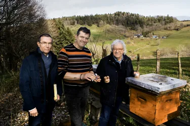 Des Auvergnats lancent un appel national pour replanter des arbres mellifères et protéger les abeilles