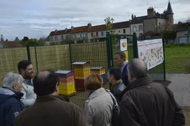 Trois ruches installées à Moulins pour protéger les abeilles et préserver l'environnement