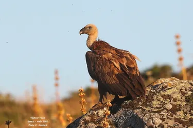 Les vautours font un retour remarqué cet été en Auvergne