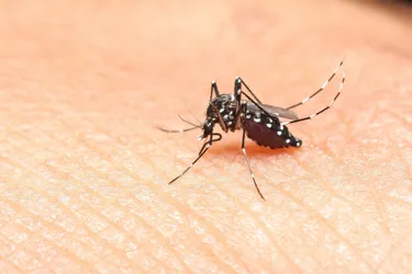 Les moustiques surveillés de près via internet