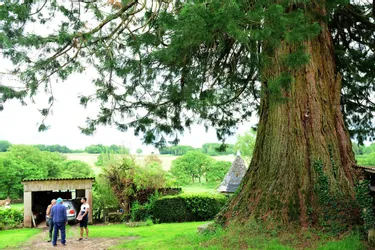 Plus de 13 mètres de circonférence : le plus gros séquoia de France se trouve en Creuse