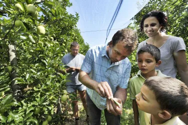 En Corrèze, sept producteurs de pommes ont opté pour des pratiques dites éco-responsables