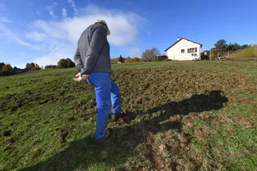 Nouveaux dégâts des sangliers en Corrèze : deux éleveurs de Chameyrat tirent la sonnette d'alarme