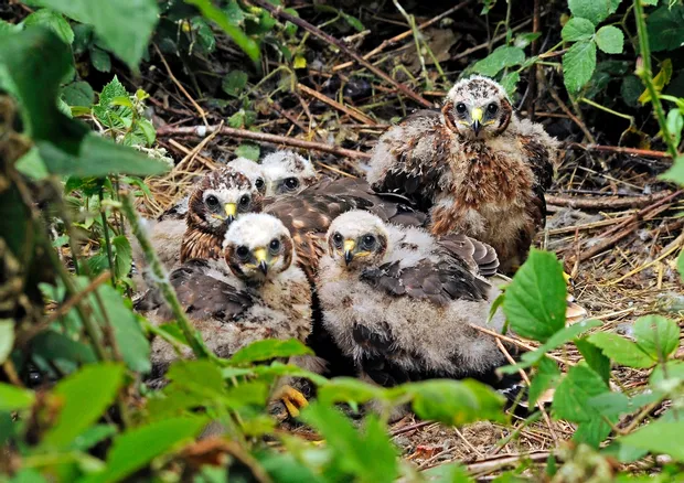 Les agents de l’Office français de la biodiversité d'Eure-et-Loir sensibilisent les agriculteurs sur la protection des nids de busards - L’Écho Républicain
