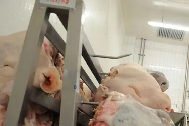 L’abattoir de La Nau investit près de 15.000 € pour exploiter la fraise de veau