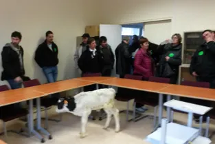 Une vingtaine d'éleveurs cantaliens ont porté un veau à l'administation sanitaire