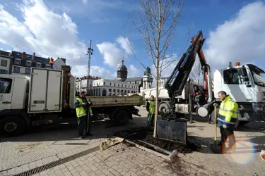 Place de Jaude - 40.000 euros pour replanter des arbres inadaptés