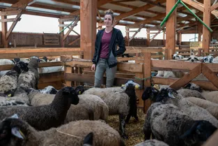 Les producteurs d'agneaux du Puy-de-Dôme profitent du réflexe de "consommer local"