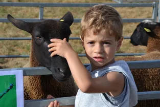 La dernière fête du Haut-Livradois mettait en avant les ovins et plus particulièrement leur laine