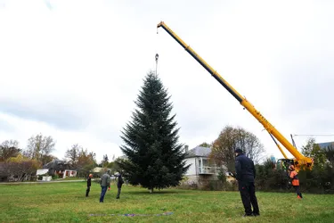 Le maire de Bordeaux veut supprimer le sapin de Noël : "stupide et démagogique" estime le fournisseur de l'arbre, originaire de Corrèze