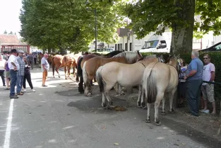 42 chevaux présentés au champ de foire