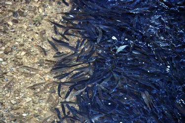 Que font ces milliers de poissons groupés en amont du lac du Causse, près de Brive (Corrèze) ?
