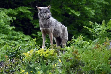 Le retour du loup en Creuse est « tout naturel »
