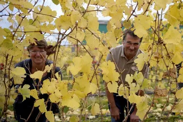 Un nouveau viticulteur à Châtel-de-Neuvre va porter l’appellation saint-pourçain