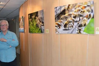 Une balade photographique dans le monde des abeilles