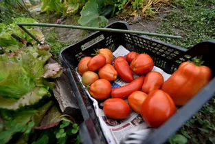 Le virus de la tomate débarque en France : pas (encore) de quoi rougir d'inquiétude